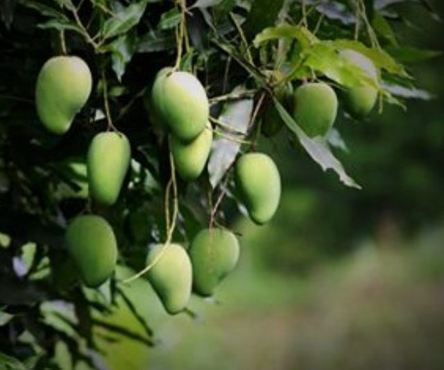 In the Orchard
