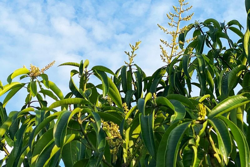Beauty & Hope in Mango Blooms