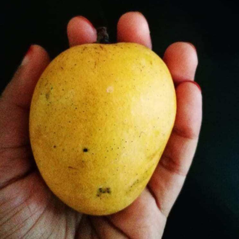 Khudi Khirsha